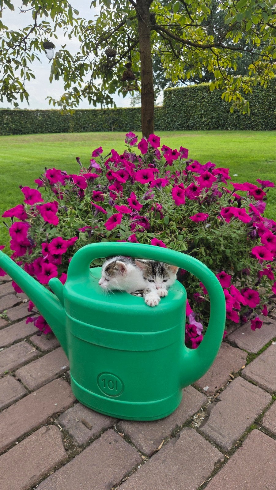 kittens, Dieren en Toebehoren, Meerdere dieren, Kortharig, 0 tot 2 jaar