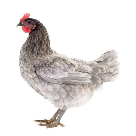 Bleu de landes legkippen, Vrouwelijk, Kip