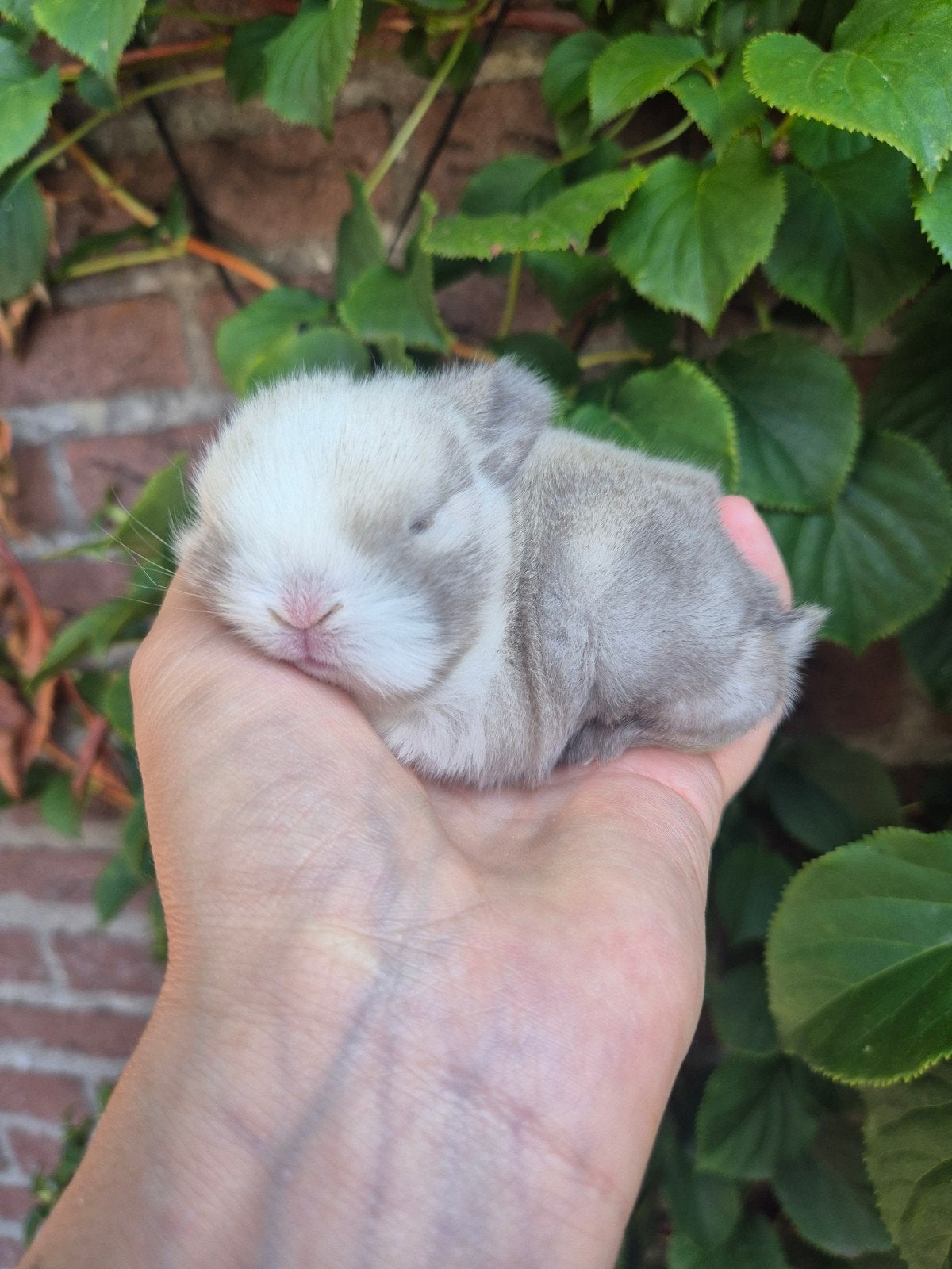 Super knappe Minilop 🐰, Dieren en Toebehoren, Mannelijk, Dwerg, 0 tot 2 jaar