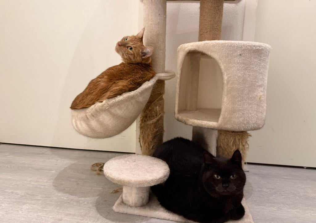 2 lieve binnen-poezen zoeken een nieuw huisje!, Dieren en Toebehoren, Katten en Kittens | Overige Katten, Poes, Kortharig