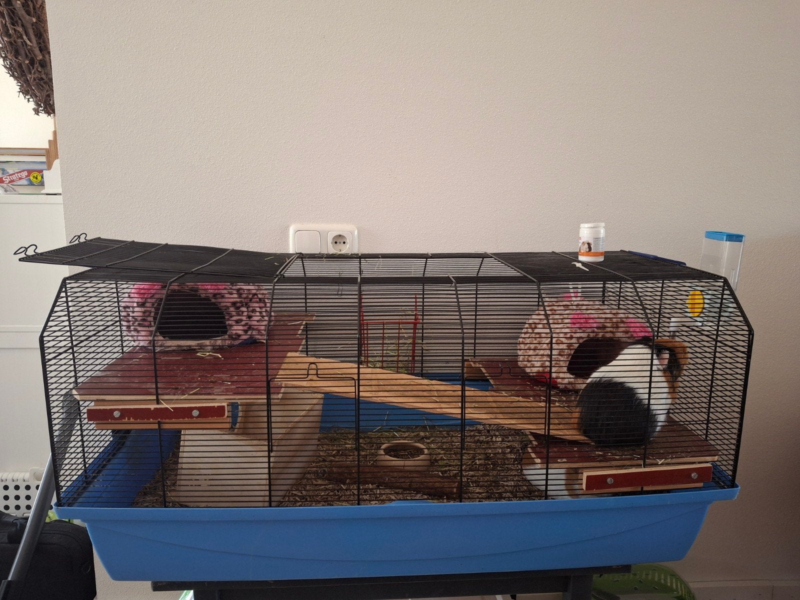 cavia-hamsterkooi, Dieren en Toebehoren, Kooi, Gebruikt, 75 tot 110 cm, Cavia