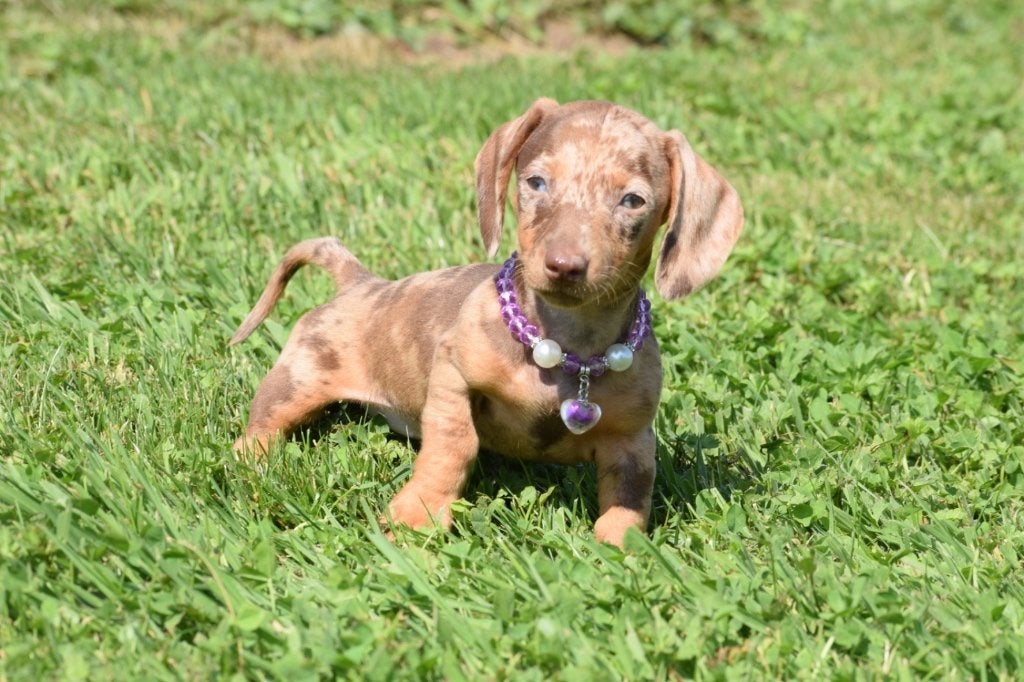 Teckel pups diverste kleuren, Dieren en Toebehoren, Honden | Teckels en Dashonden, België, 8 tot 15 weken, Korthaar, Dwerg