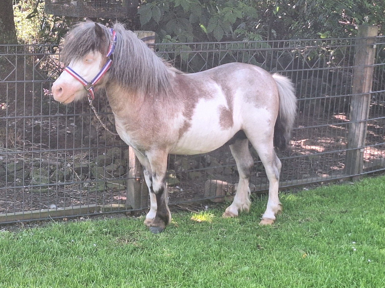 Overo dekhengstje, Dieren en Toebehoren, Pony's, Hengst, A pony (tot 1.17m), 3 tot 6 jaar, Gechipt, Ontwormd, Ingeënt