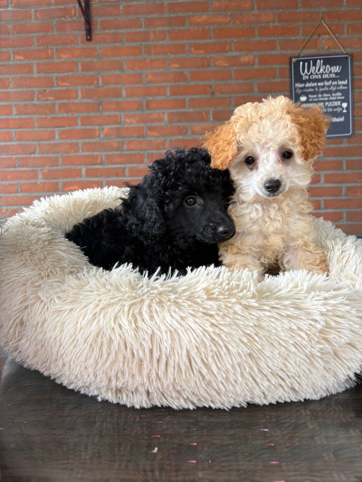 Prachtige toy/dwergpoedel pups!, Poedel, Reu, 8 tot 15 weken, Meerdere