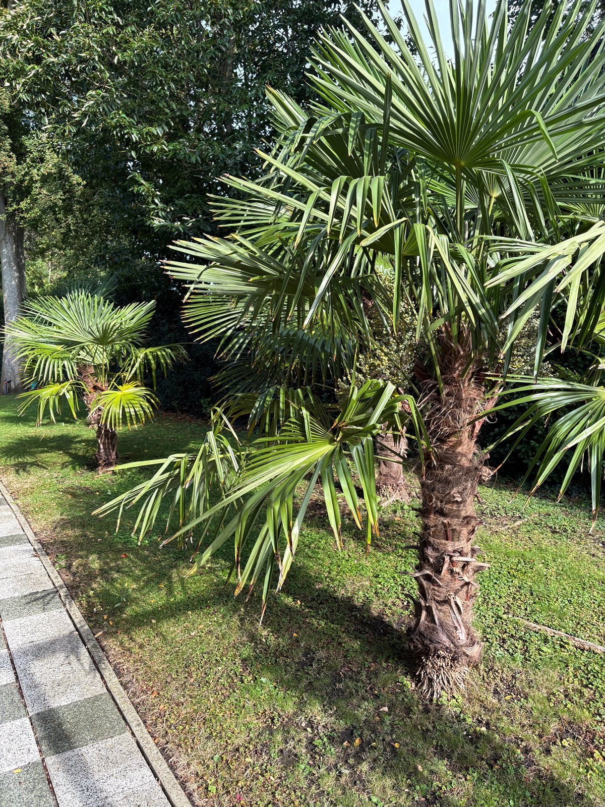 Winterharde palmbomen te koop – zelf uitgraven, Tuin en Terras, 100 tot 250 cm, Zomer, Palmboom, Ophalen