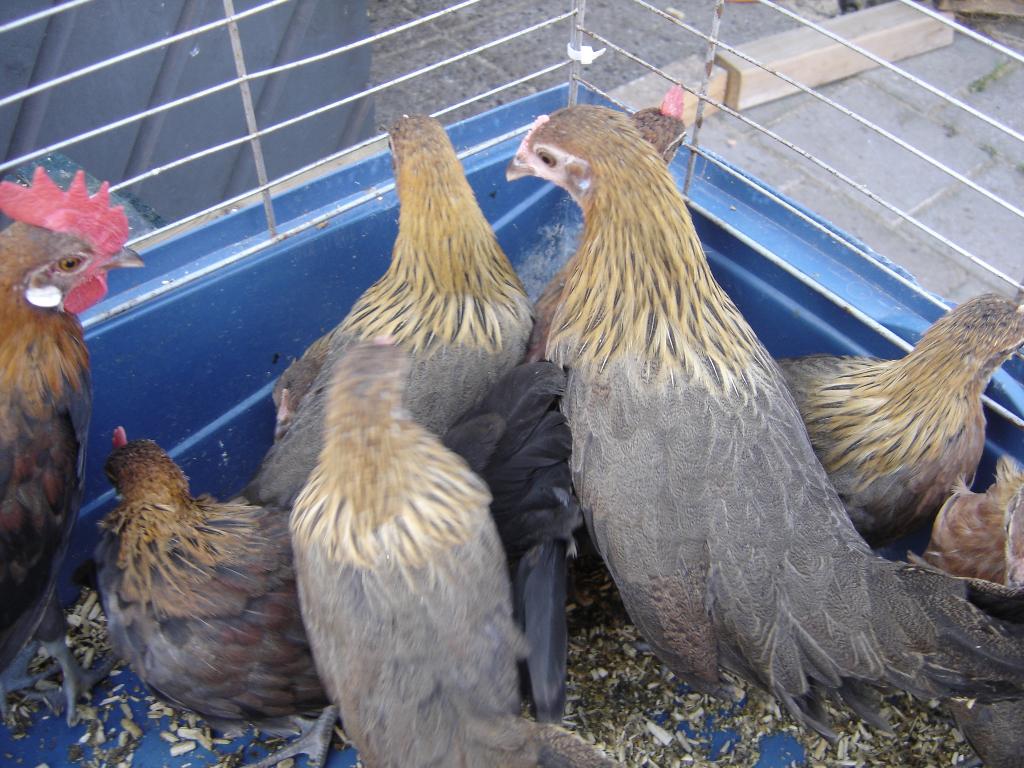 drentse kriel patrijs, Meerdere dieren, Kip