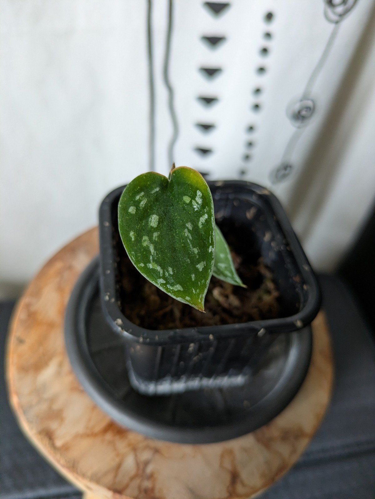 Scindapsus Pictus Tricolor, Huis en Inrichting, Kamerplanten, Ophalen of Verzenden, Halfschaduw, Minder dan 100 cm
