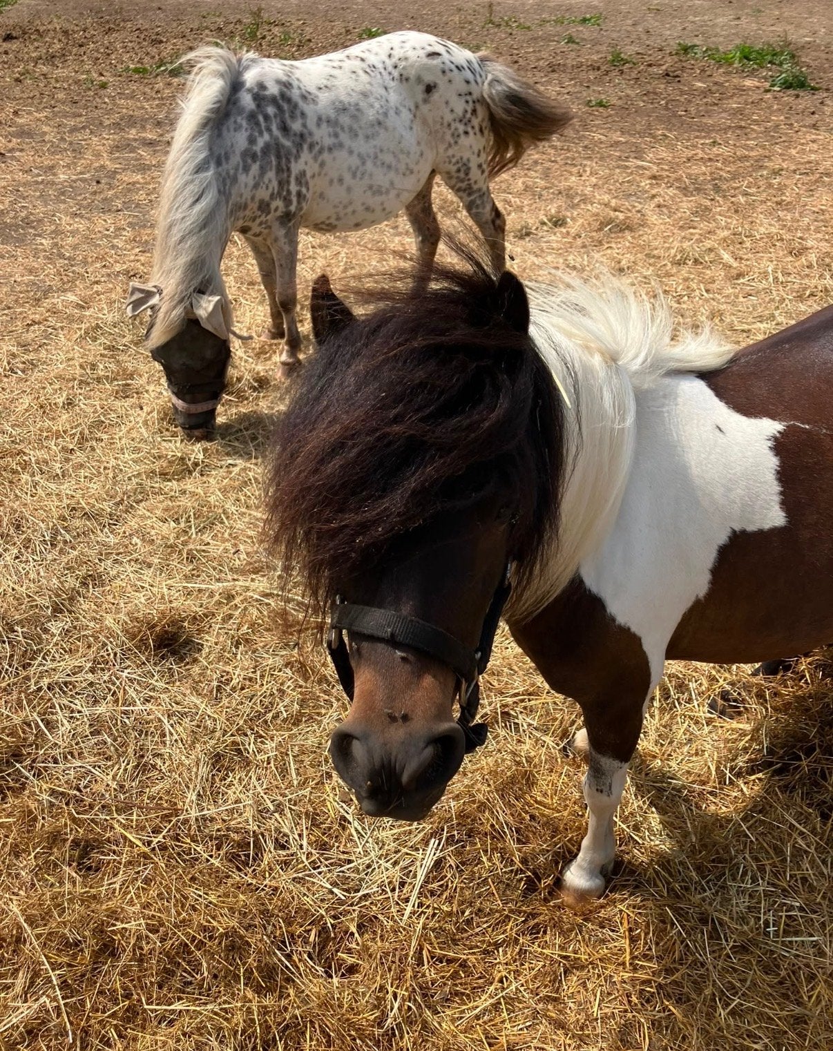 Pensionstalling Groesbeek, Weidegang, 2 of 3 paarden of pony's