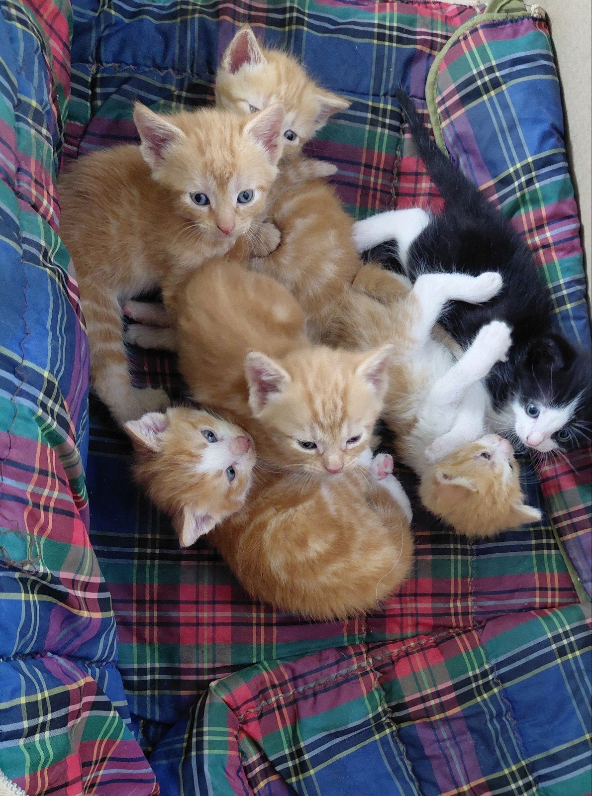 Lieve kittens, kruising Maincoon, Dieren en Toebehoren, Meerdere dieren
