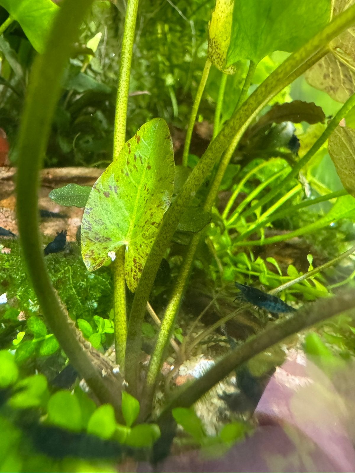 Tijger lotus uitlopers aquariumplant, Ophalen, Nieuw