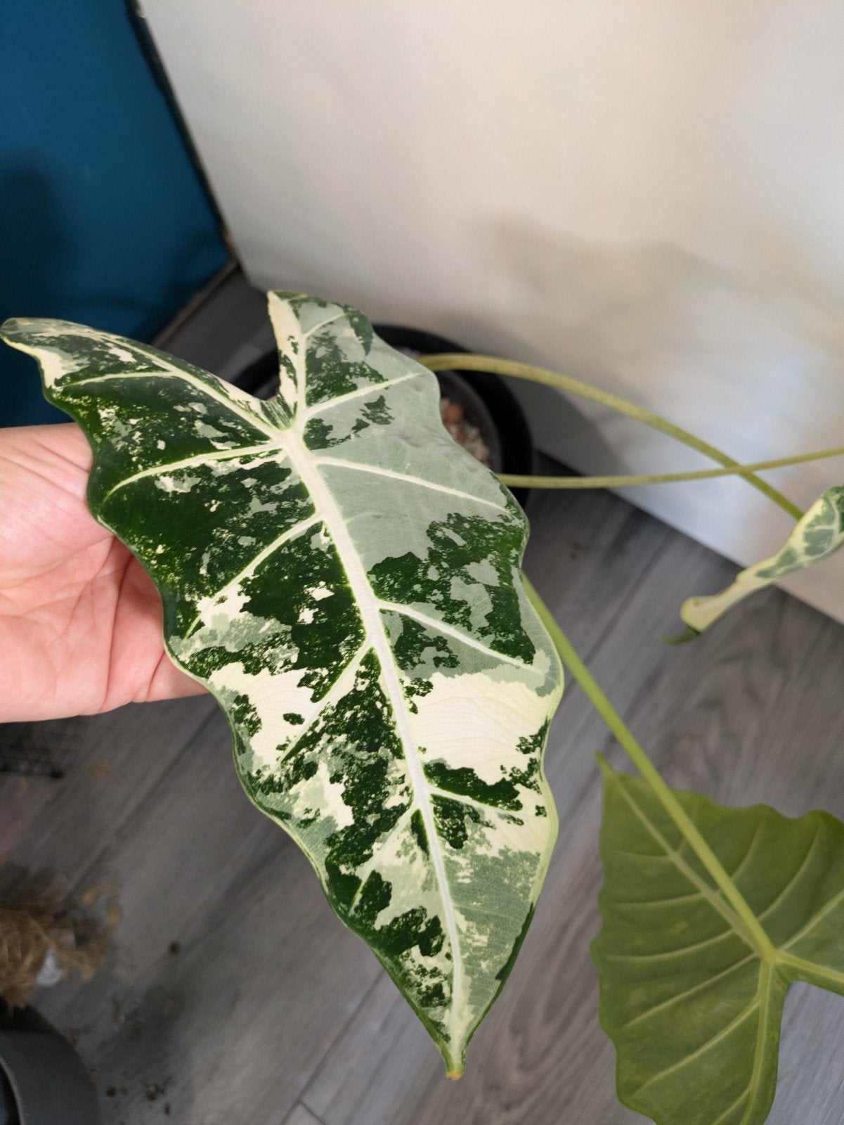 Grote Alocasia Frydek variegata plant, Ophalen of Verzenden, Halfschaduw, Minder dan 100 cm