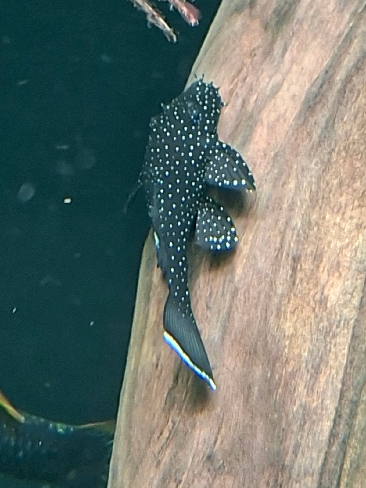 l181 peppermint ancistrus 4 cm, Vis