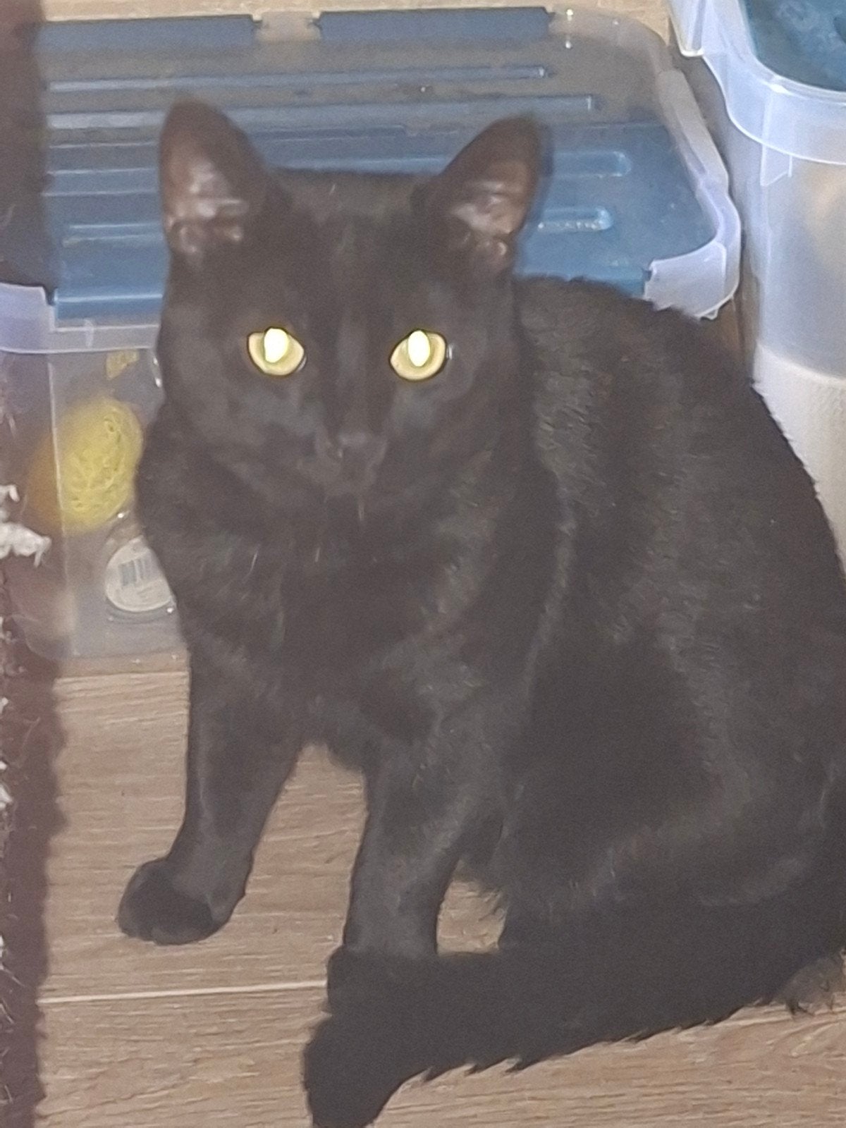 kater Brits korthaar 4x, Dieren en Toebehoren