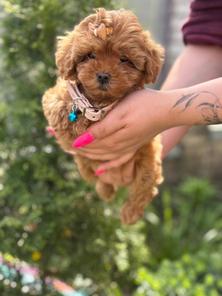 Toy poodle|Toy poodel Luna, Poedel, Reu, 8 tot 15 weken, Parvo