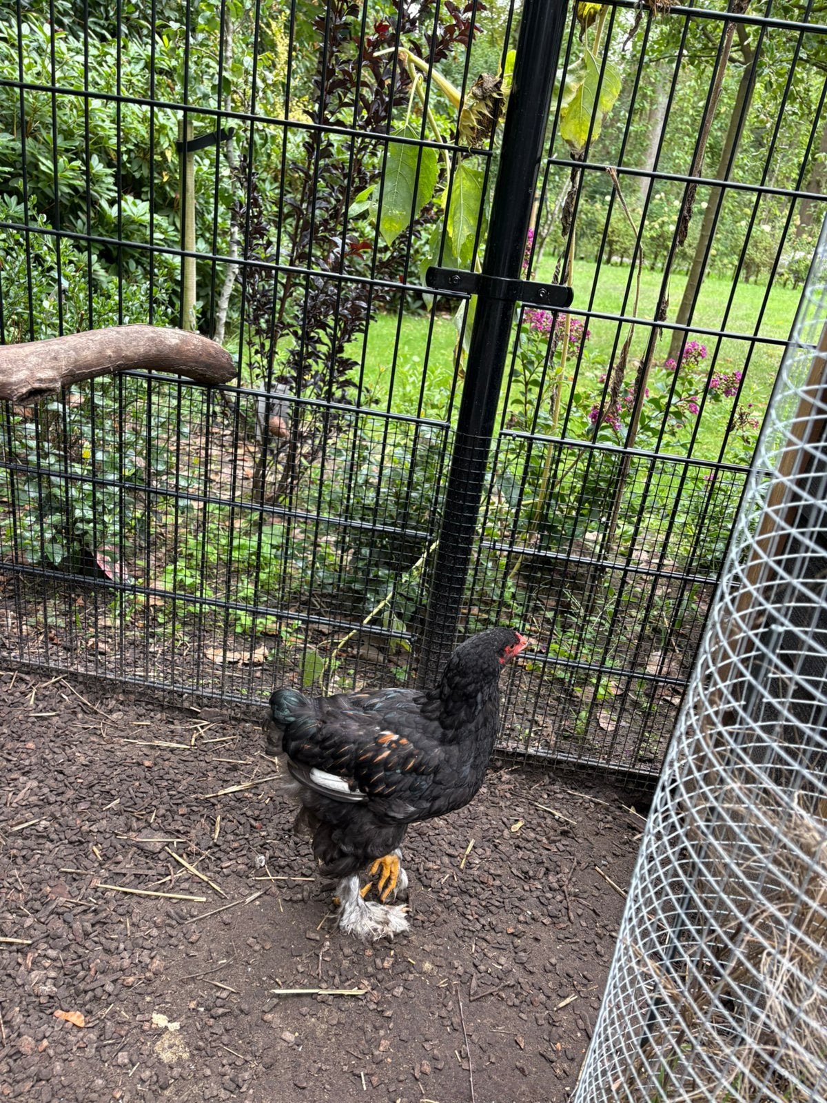 Bramha hanen, Dieren en Toebehoren, Mannelijk, Kip
