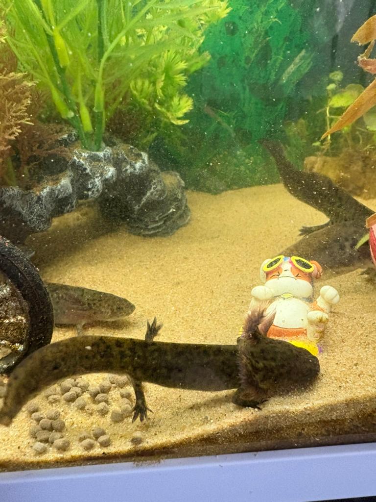 Axolotl, Vis
