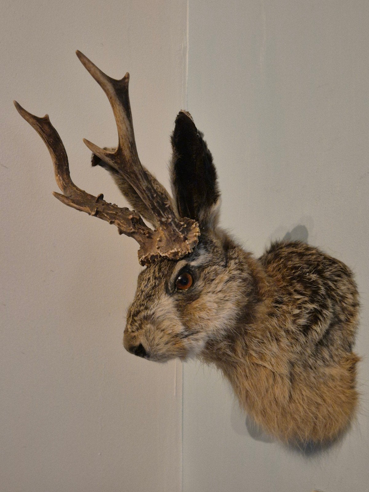 Opgezette Knert, Jackalope, Hazenkop met 5 ender gewei., Verzamelen, Ophalen of Verzenden, Zo goed als nieuw, Wild dier, Gewei of Kop