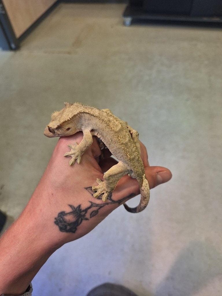 Wimpergekko - man Crested Gecko - male for sale from Antwan de Graaf