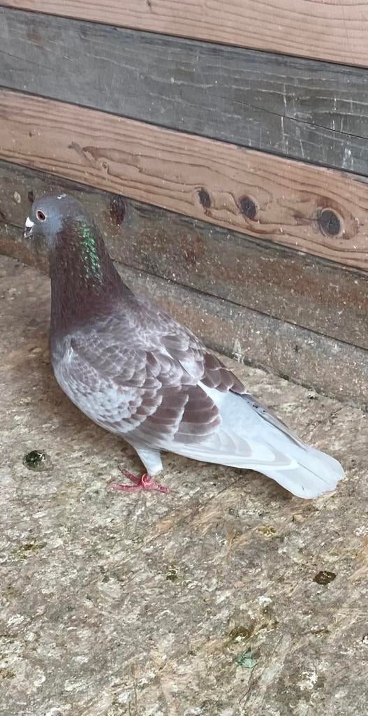 Postduiven, Dieren en Toebehoren, Meerdere dieren, Postduif