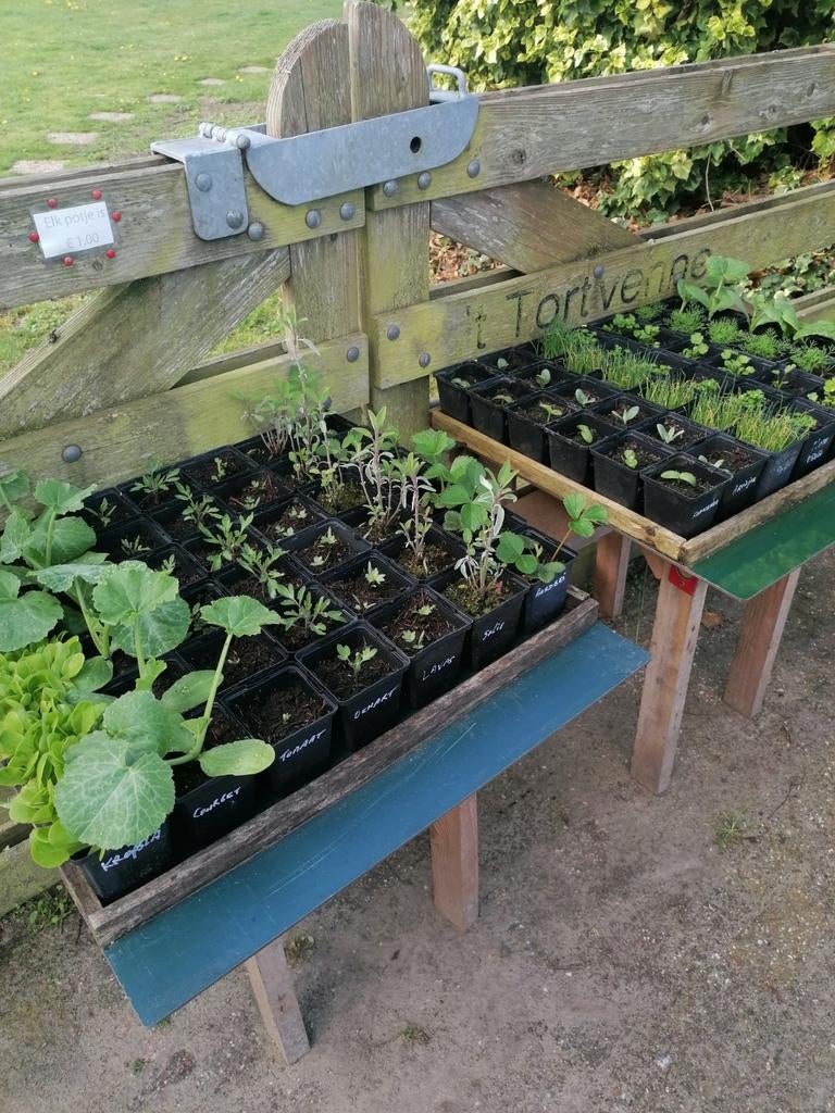 Moestuinplantjes, Ophalen, Eenjarig, Groenteplanten, Volle zon