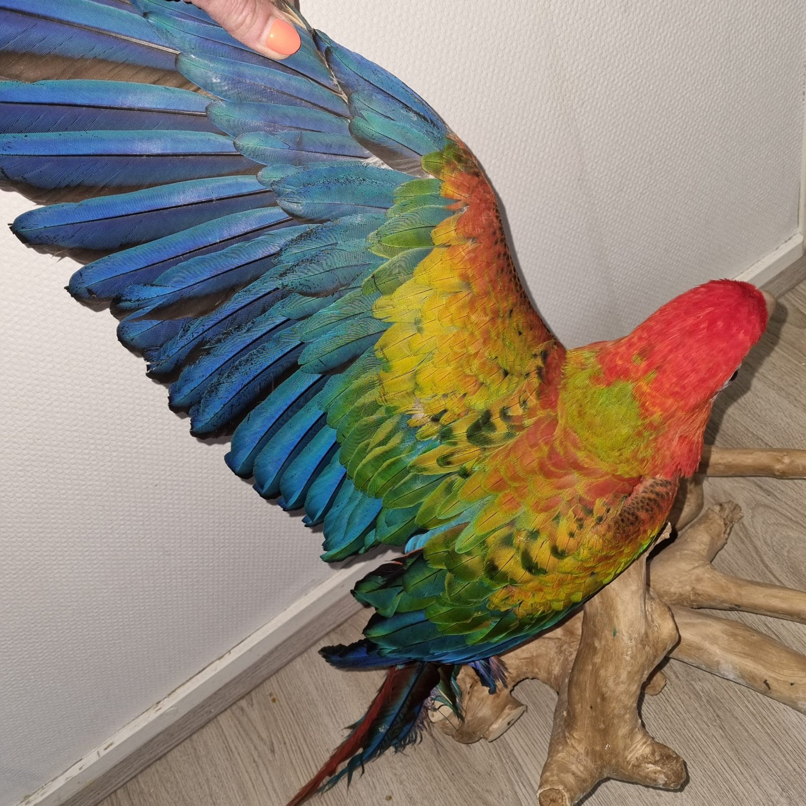 Hybride ara tropicana, Vrouwelijk, Papegaai, Tam