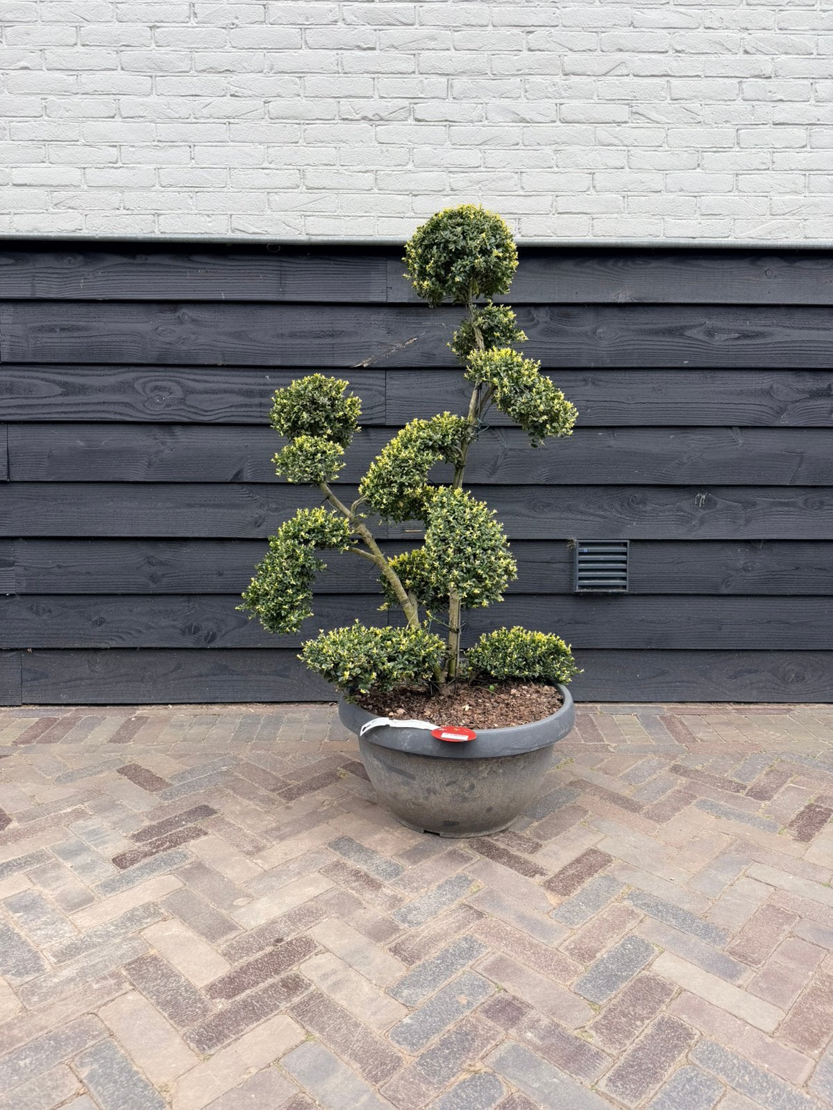 Ilex crenata kinme bonsai, Tuin en Terras, Planten | Bomen, Volle zon, 100 tot 250 cm, Zomer, Overige soorten