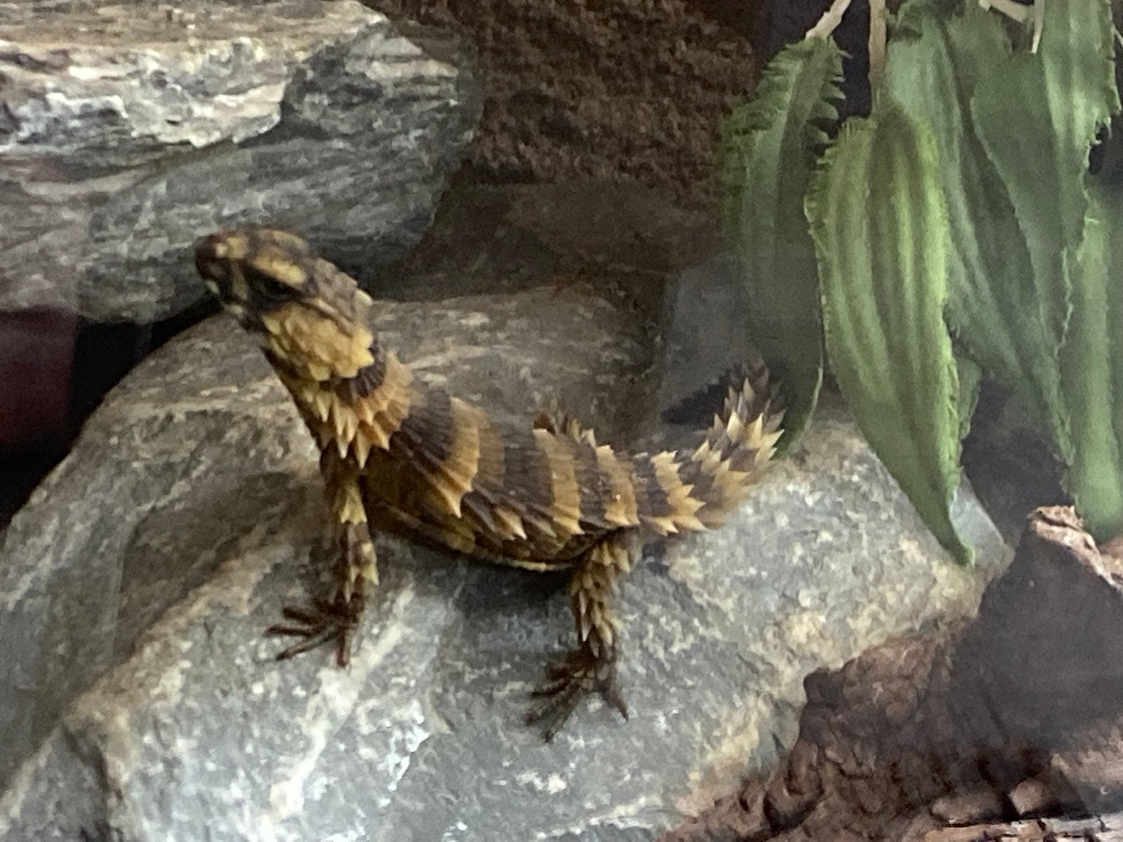 Pantsergordelstaarthagedis Ouroborus cataphractus, Hagedis, 0 tot 2 jaar