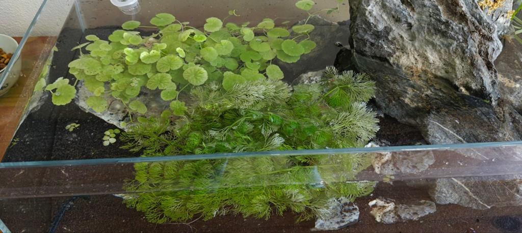 Aquarium plantjes stekjes, Ophalen, Overige soorten, Volle zon