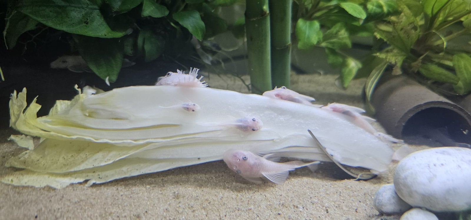 6 baby snowwhites ancistrus algeneter, Dieren en Toebehoren, Vissen | Aquariumvissen, Vis