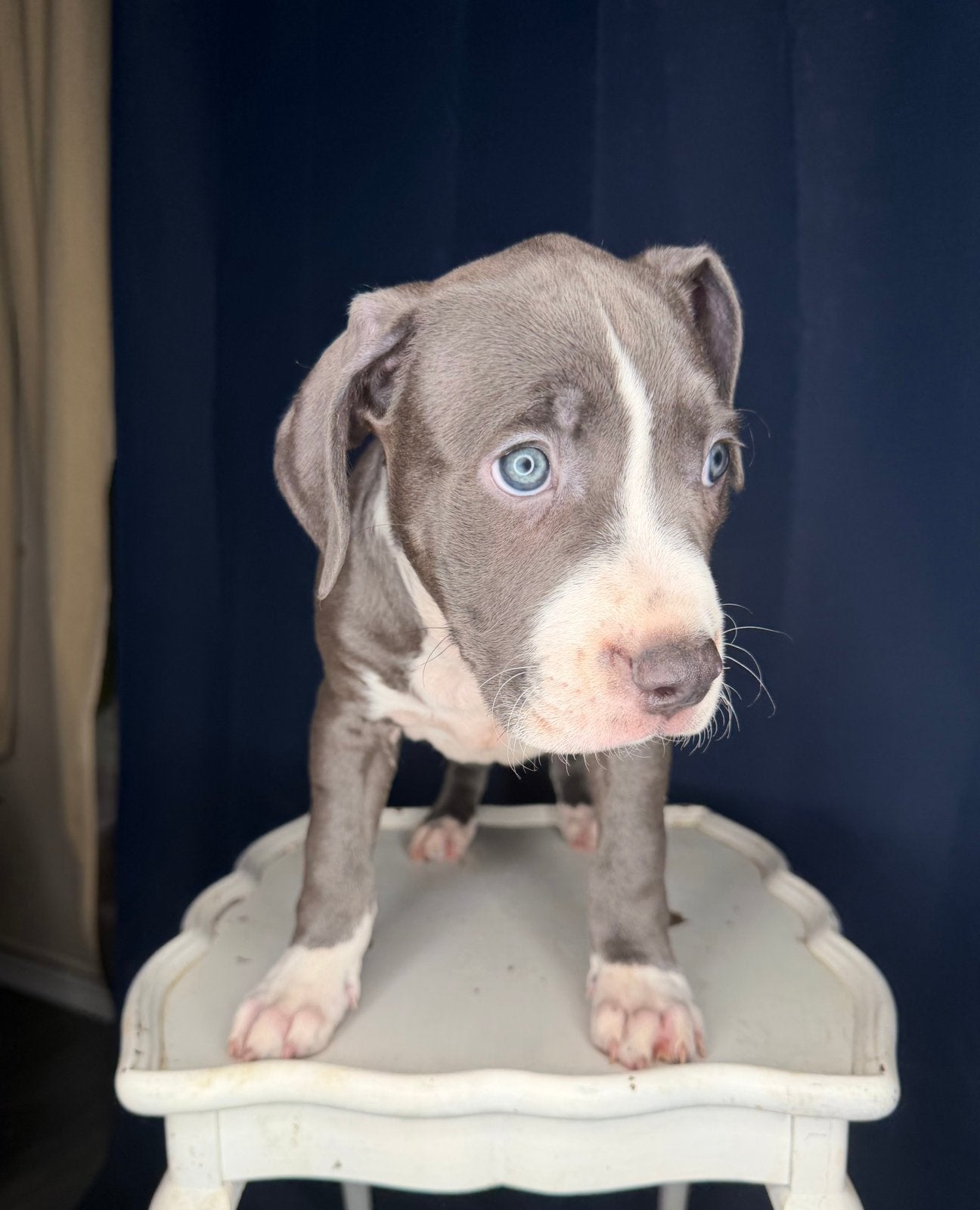 American Bully XL puppies, 8 tot 15 weken, Parvo, Bulldog, Meerdere