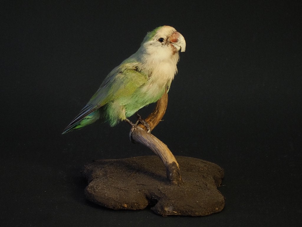 Opgezette Parkieten en Kanaries, Ophalen of Verzenden, Nieuw, Vogel, Opgezet dier