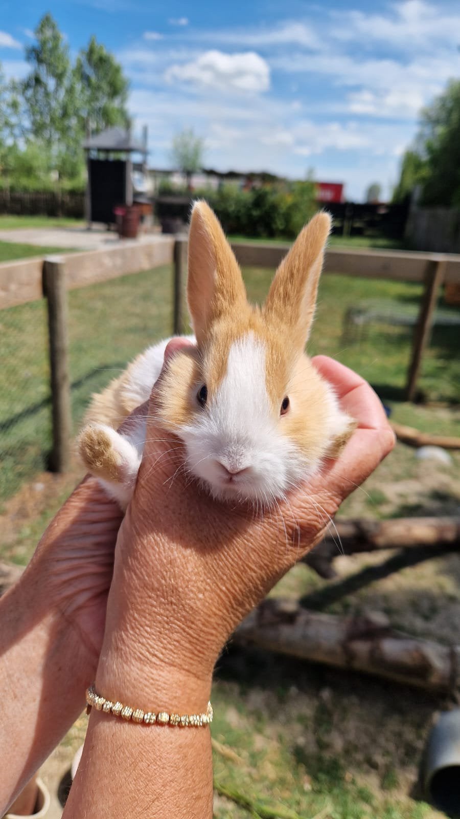 Konijntjes, Dieren en Toebehoren, Konijnen, Geslacht onbekend, Dwerg