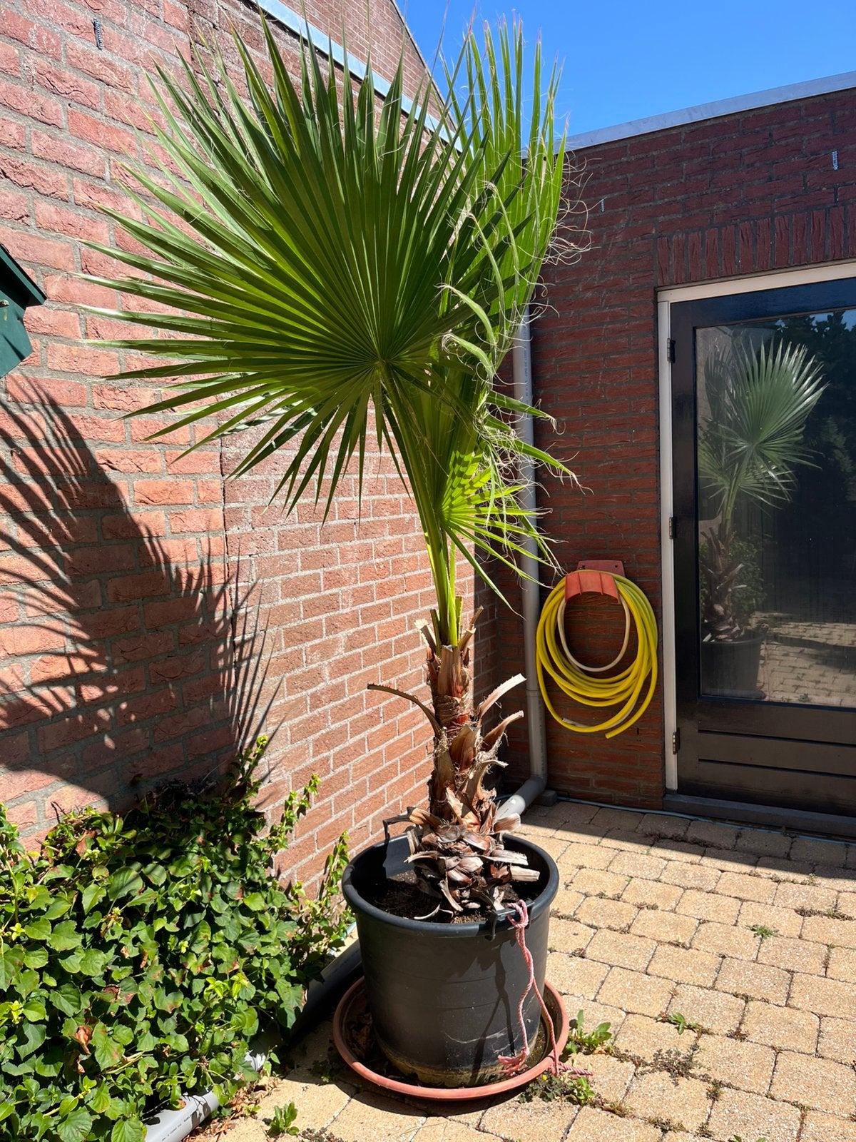 Washingtonia Robusta Palm, Tuin en Terras, Ophalen, Bloeit niet, Overige soorten, Volle zon