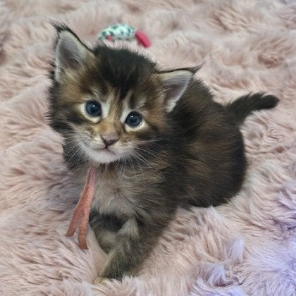 Maine Coon kittens XXL Rus. lijn met stamboom & garantie, Dieren en Toebehoren, Katten en Kittens | Raskatten | Langhaar, Meerdere dieren