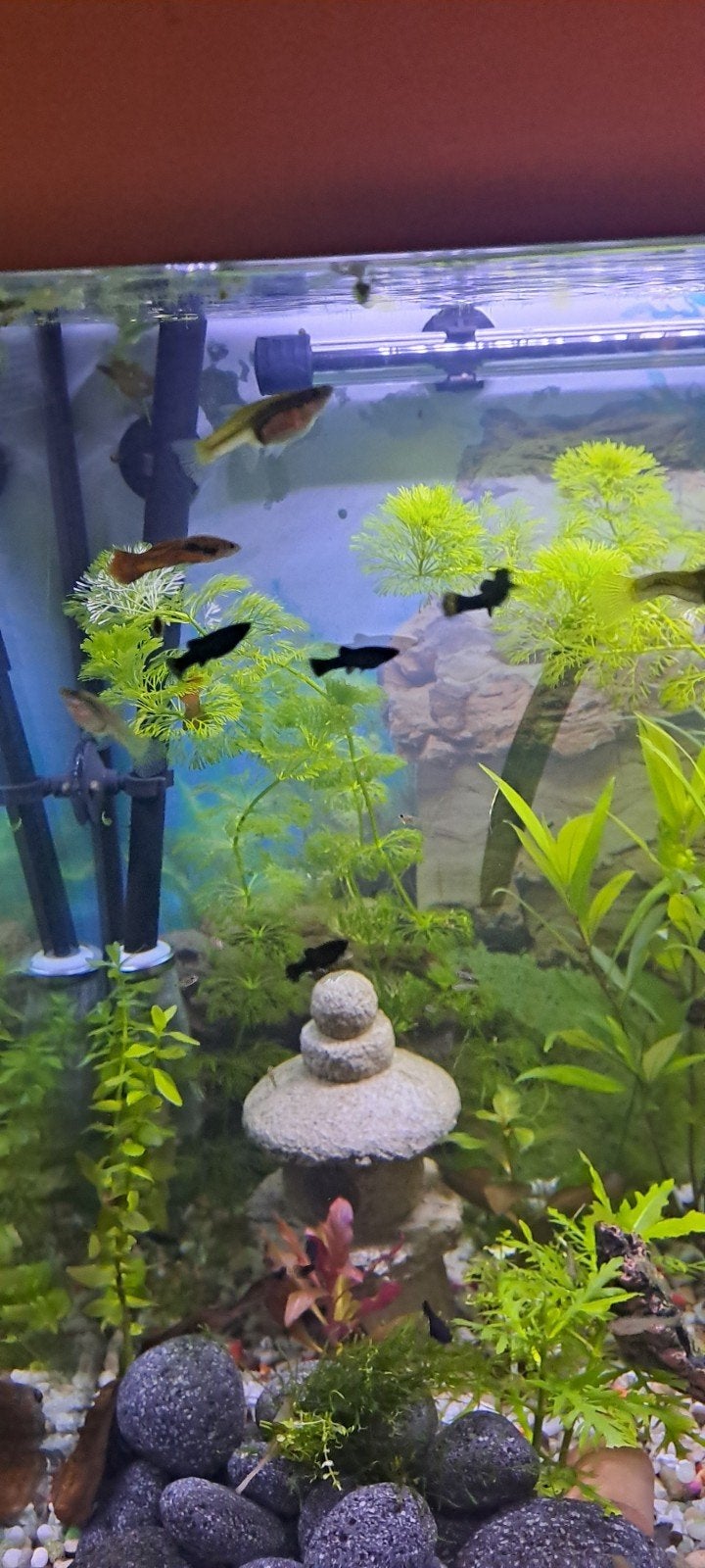 black moly, Vis, Zoetwatervis