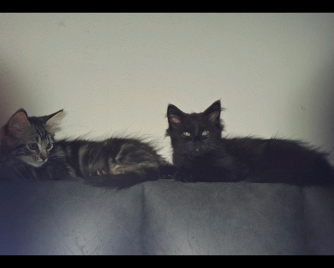 maine coon kittens 2