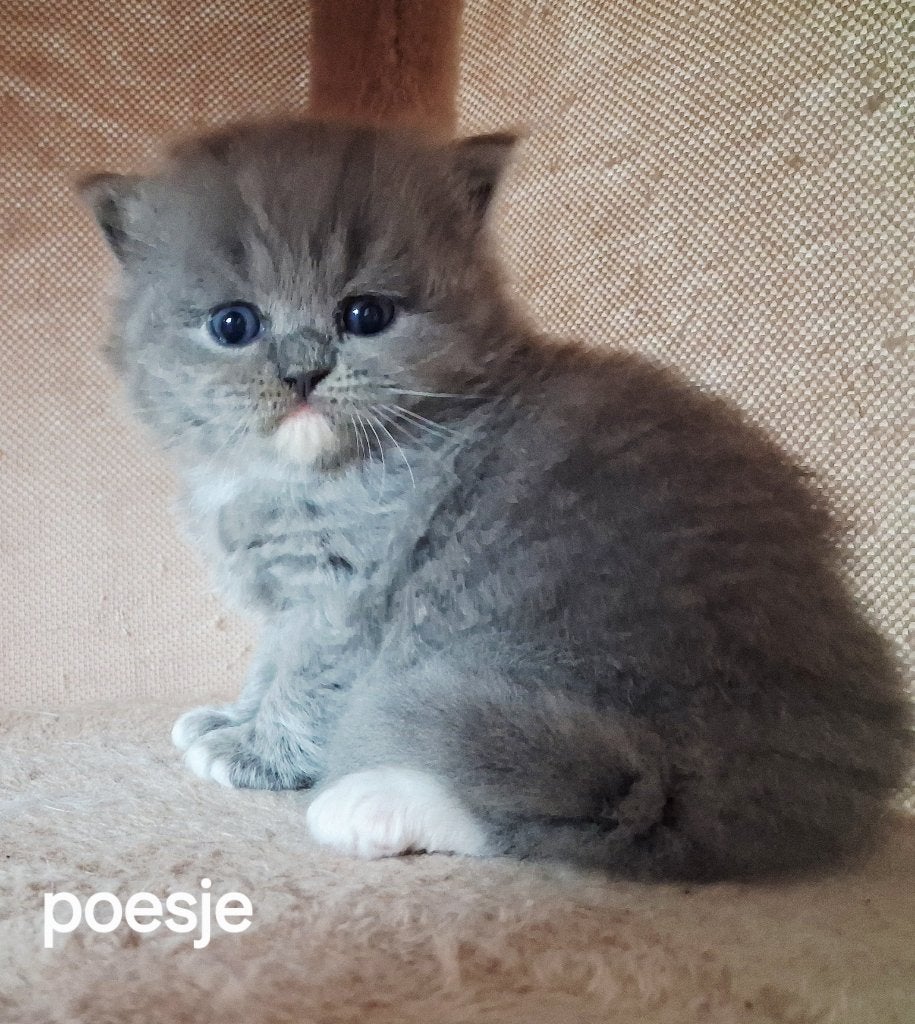 Prachtige beertjes Britse korthaar langhaar kittens, Meerdere dieren, 0 tot 2 jaar