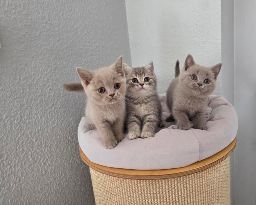 Britse korthaar kittens met stamboom lilac blue golden tabby, Dieren en Toebehoren, Katten en Kittens | Raskatten | Korthaar, Meerdere dieren