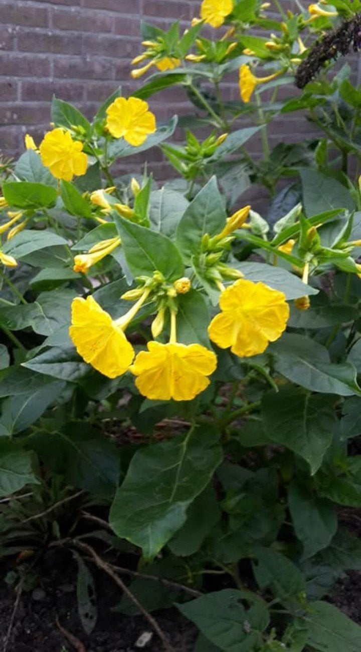 Mirabilis jalapa - Nachtschone geel zaden, Ophalen of Verzenden, Voorjaar, Halfschaduw, Zaad