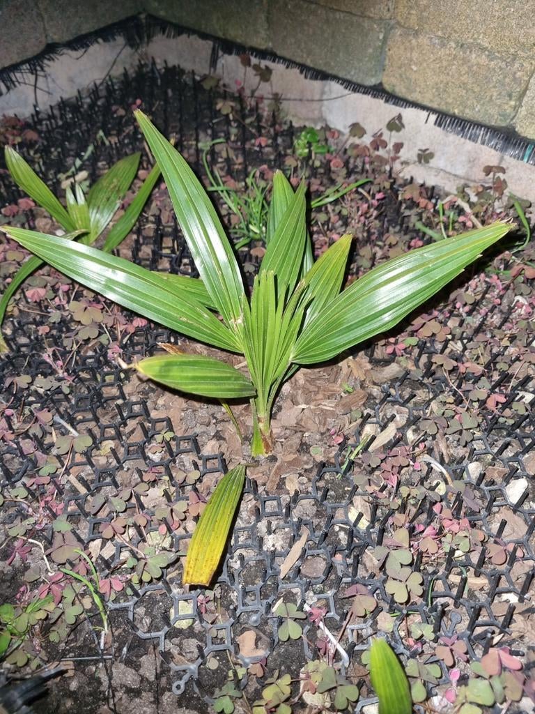 Trachycarpus Fortunei (winterharde palm) zaden - 100 stuks, Overige soorten, Volle zon, Vaste plant, Ophalen of Verzenden