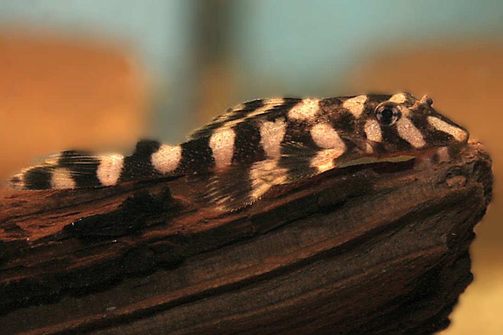 L168 xxl - Butterfly Pleco - algeneter-Koidream Valburg, Dieren en Toebehoren, Vis, Zoetwatervis