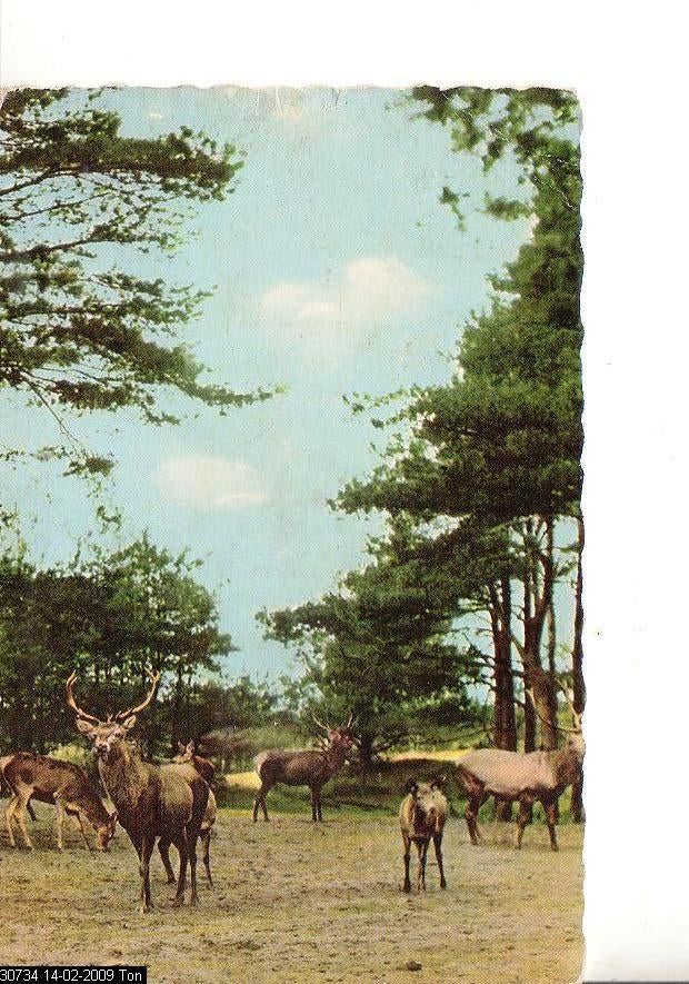 Ansichtkaart	Edelherten, Verzenden, 1960 tot 1980, Gelopen, Wild dier