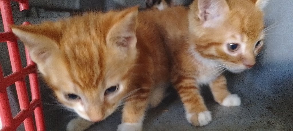 kittens, Dieren en Toebehoren, Meerdere dieren, Kortharig, 0 tot 2 jaar
