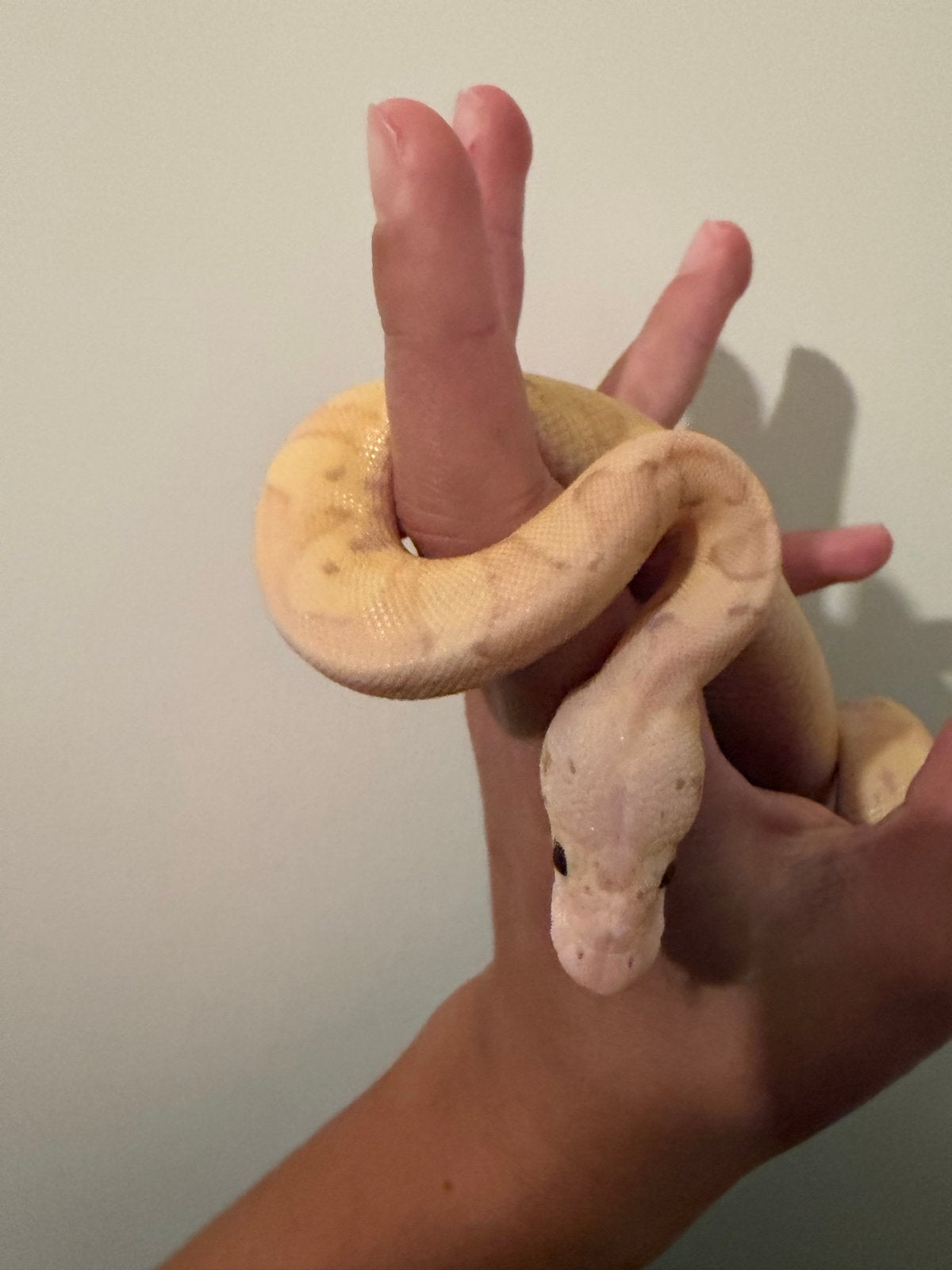 0.1 Ballpython / Regius Ball Python photo 2