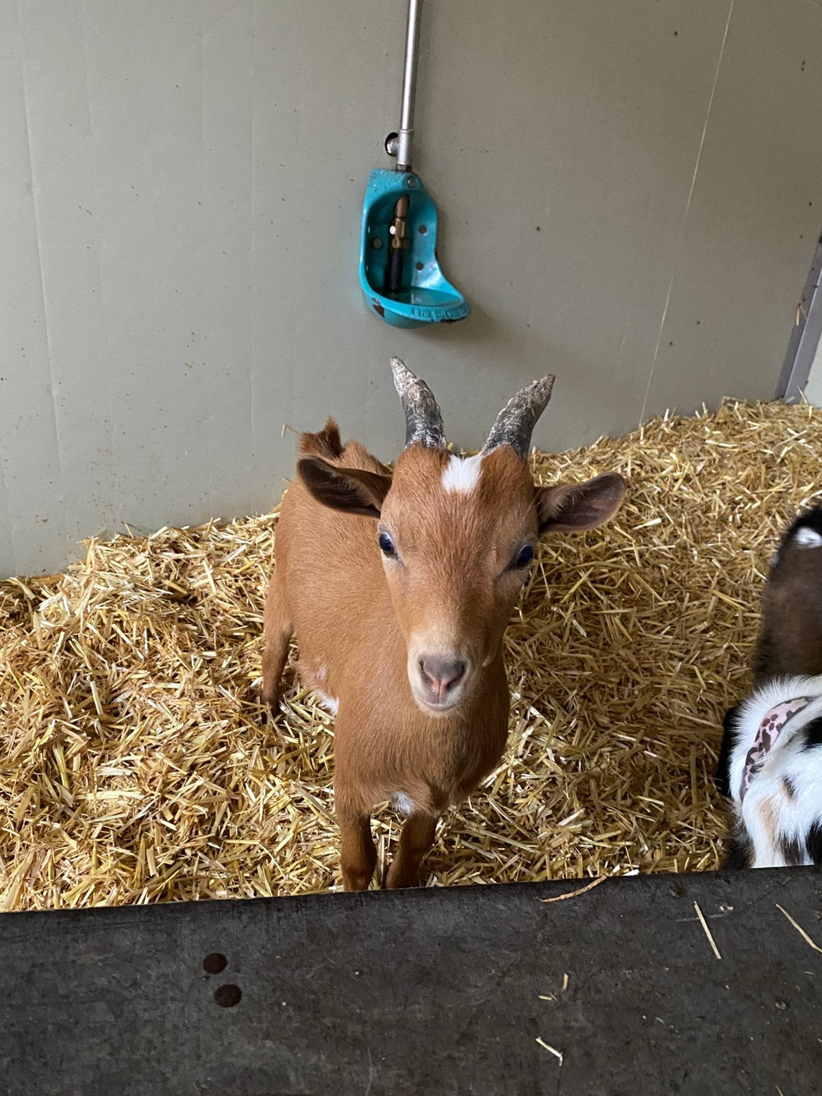 Dwerggeit bok, Dieren en Toebehoren, Mannelijk, Geit, 0 tot 2 jaar