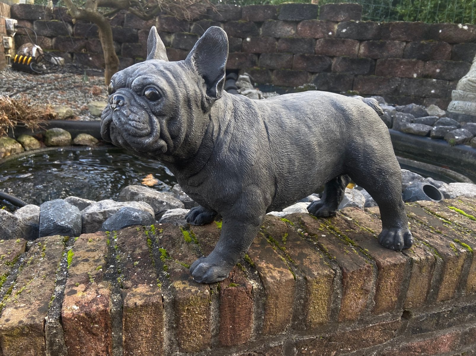 Tuinbeeld Franse Bulldog, Ophalen, Nieuw, Beton, Dierenbeeld