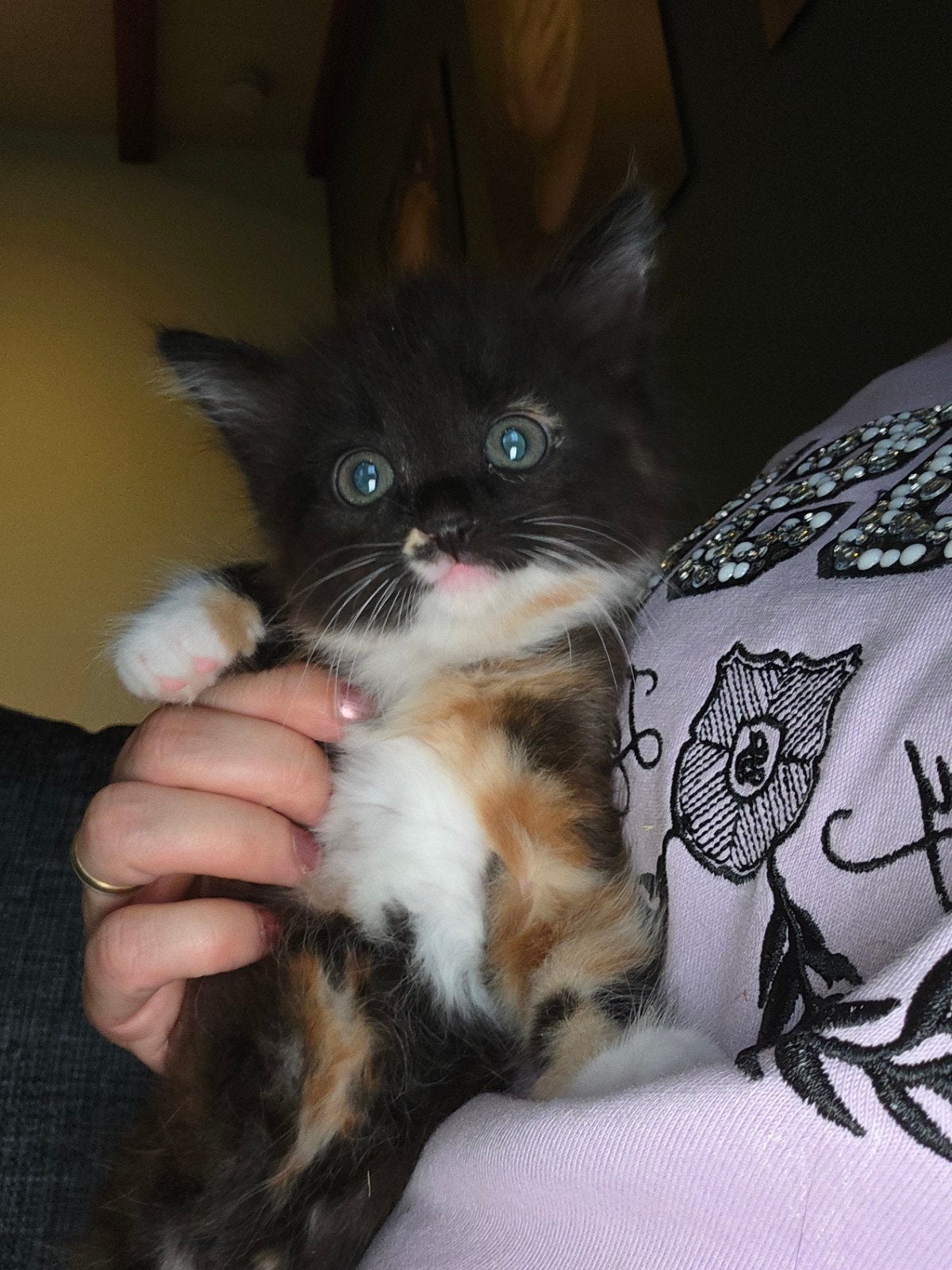 Lieve en sociale kittens te koop!, Dieren en Toebehoren, Meerdere dieren