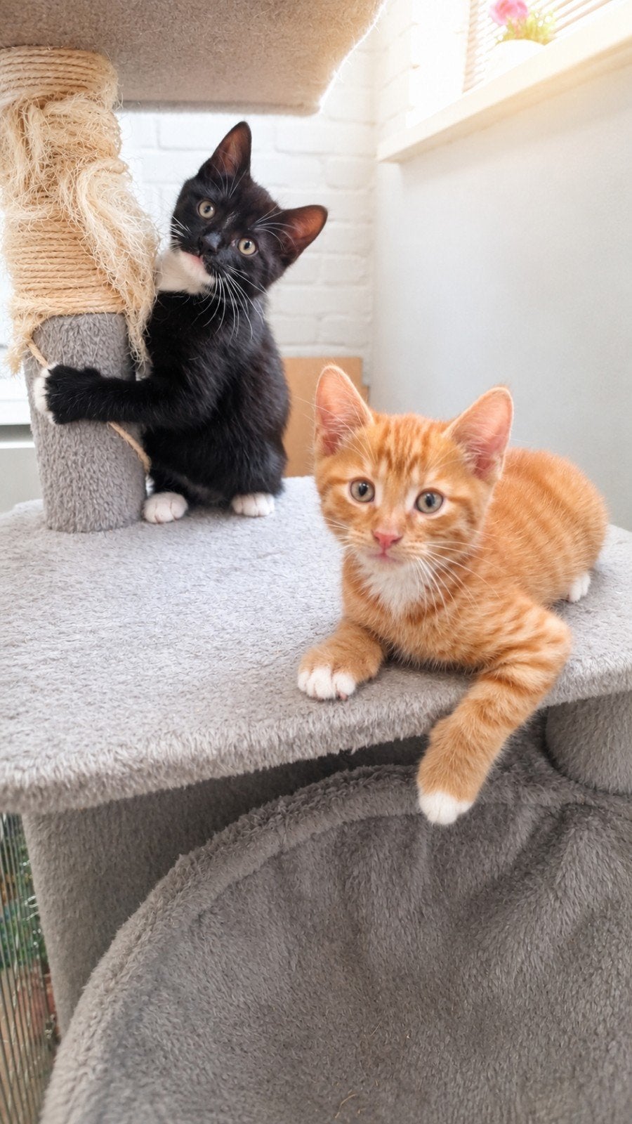 🐱 Leuke kittens aangeboden!, Meerdere dieren