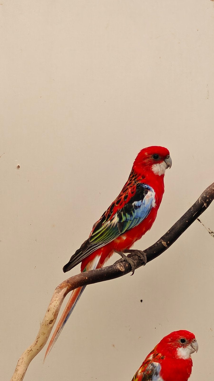 rosella parkiet, Dieren en Toebehoren, Mannelijk