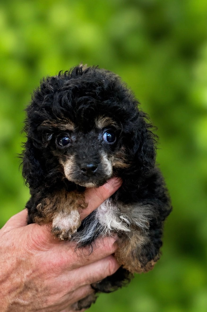 Drie toy poedel pupjes, Poedel, Parvo, Reu, 8 tot 15 weken